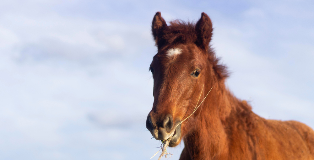 Horse Anatomy And Physiology Facts That You Should Know As Horse Owner